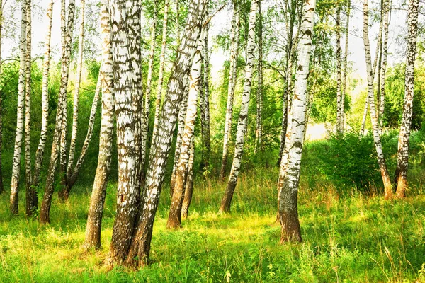 Verão na ensolarada floresta de bétula — Fotografia de Stock