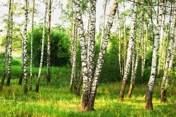 Summer in sunny birch forest — Stock Photo, Image