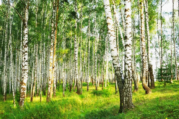 Estate nella soleggiata foresta di betulle — Foto Stock