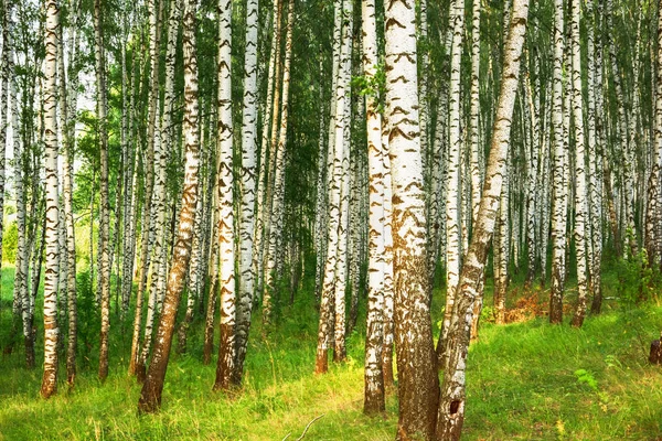 Estate nella soleggiata foresta di betulle — Foto Stock