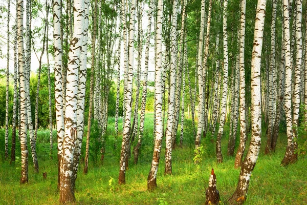 日当たりの良い白樺の森の夏 — ストック写真