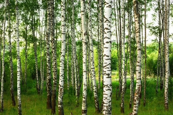 Estate nella soleggiata foresta di betulle — Foto Stock