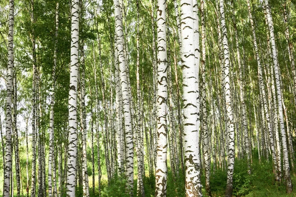 Summer in sunny birch forest — Stock Photo, Image