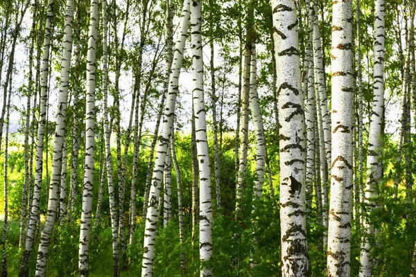 Summer in sunny birch forest Royalty Free Stock Images
