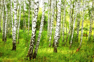 Yaz aylarında güneşli huş ağacı orman