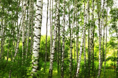 Yaz aylarında güneşli huş ağacı orman