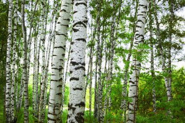 Yaz aylarında güneşli huş ağacı orman
