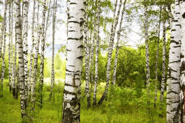 Yaz aylarında güneşli huş ağacı orman