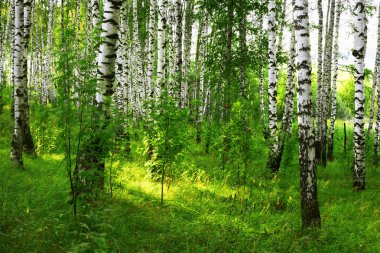 Yaz aylarında güneşli huş ağacı orman