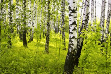 Yaz aylarında güneşli huş ağacı orman