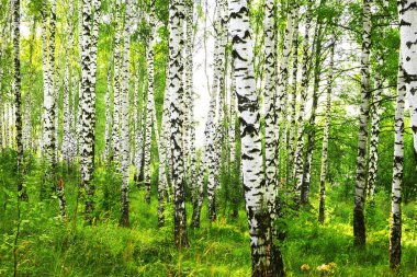 Yaz aylarında güneşli huş ağacı orman