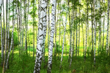 Yaz aylarında güneşli huş ağacı orman