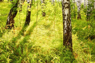 Yaz aylarında güneşli huş ağacı orman