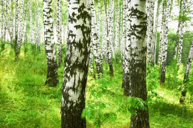 Yaz aylarında güneşli huş ağacı orman