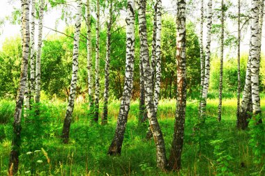 Yaz aylarında güneşli huş ağacı orman