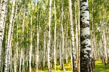 Yaz aylarında güneşli huş ağacı orman