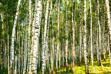 Yaz aylarında güneşli huş ağacı orman