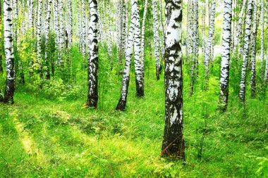 Yaz aylarında güneşli huş ağacı orman