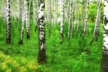 Yaz aylarında güneşli huş ağacı orman