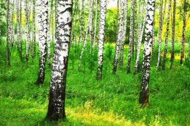 Yaz aylarında güneşli huş ağacı orman