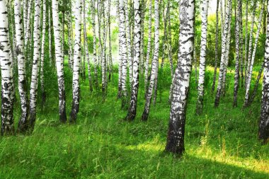 Yaz aylarında güneşli huş ağacı orman