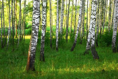 Yaz aylarında güneşli huş ağacı orman