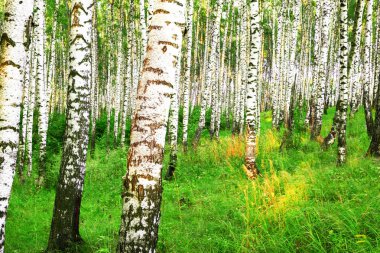 Yaz aylarında güneşli huş ağacı orman