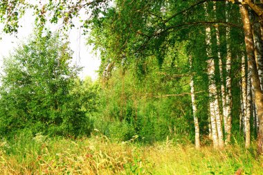 Yaz aylarında güneşli huş ağacı orman