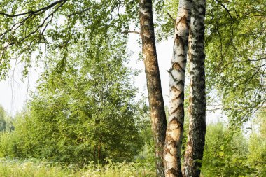 Yaz aylarında güneşli huş ağacı orman