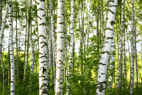 Sommer im sonnigen Birkenwald — Stockfoto