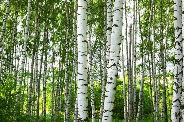 Verão na ensolarada floresta de bétula — Fotografia de Stock