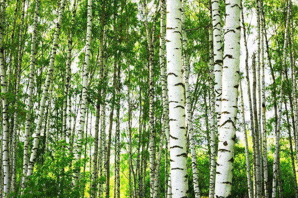 Sommer im sonnigen Birkenwald — Stockfoto