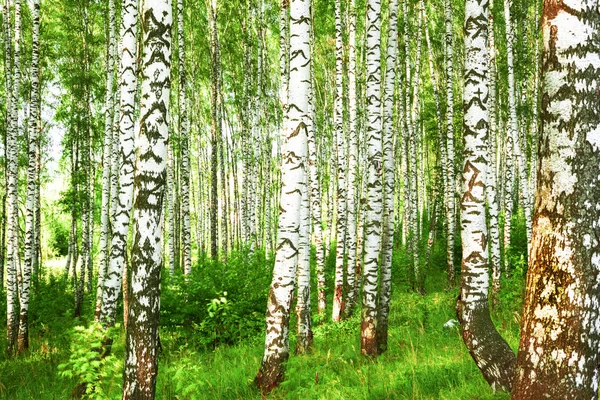 Verão na ensolarada floresta de bétula — Fotografia de Stock