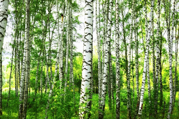 Sommer im sonnigen Birkenwald — Stockfoto