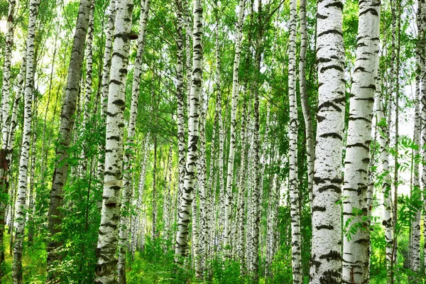 Zomer in zonnige berk bos — Stockfoto