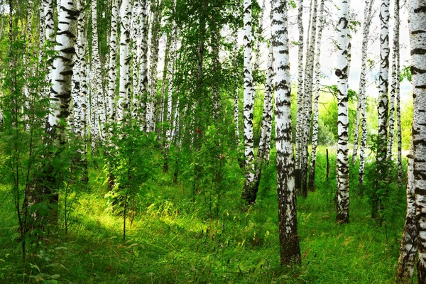 Summer in sunny birch forest — Stock Photo, Image