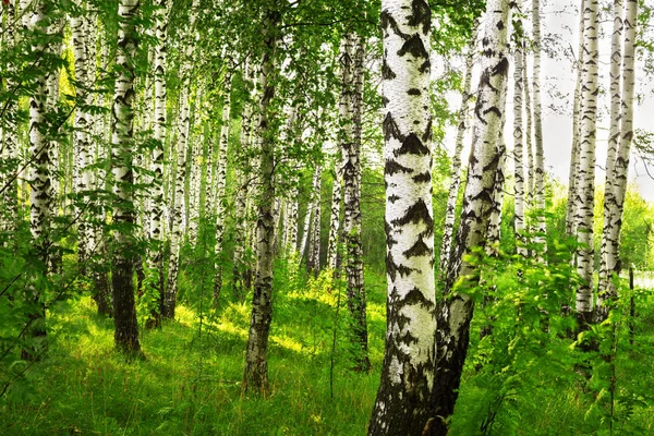 Yaz aylarında güneşli huş ağacı orman