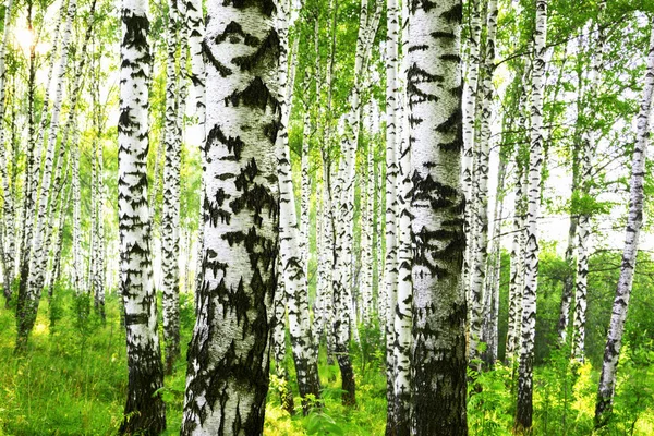 Zomer in zonnige berk bos — Stockfoto