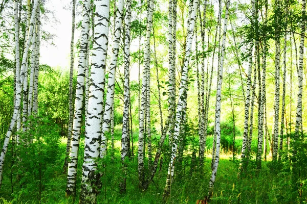 Verão na ensolarada floresta de bétula — Fotografia de Stock