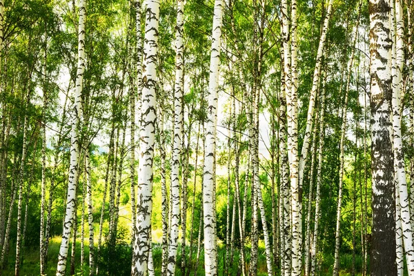 日当たりの良い白樺の森の夏 — ストック写真