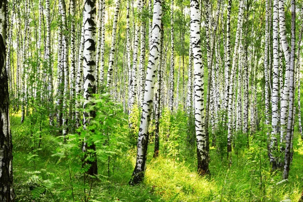 Zomer in zonnige berk bos — Stockfoto