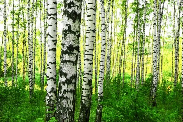 Estate nella soleggiata foresta di betulle — Foto Stock