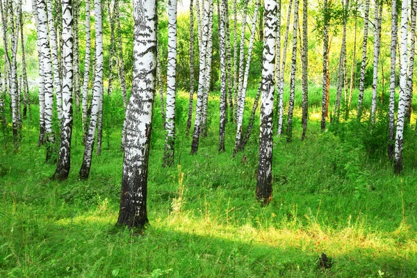 Yaz aylarında güneşli huş ağacı orman