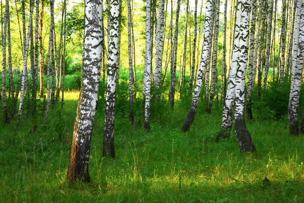 Yaz aylarında güneşli huş ağacı orman