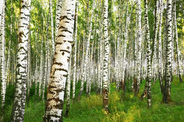 Verano en bosque de abedul soleado — Foto de Stock