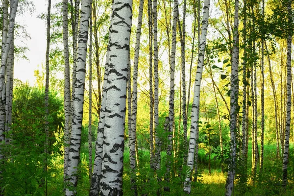 Verão na ensolarada floresta de bétula — Fotografia de Stock