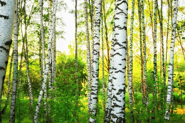 Summer in sunny birch forest — Stock Photo, Image