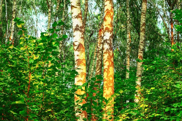 Sommer im sonnigen Birkenwald — Stockfoto