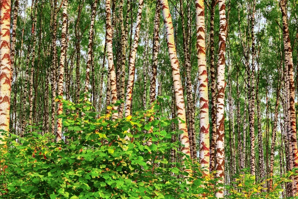 日当たりの良い白樺の森の夏 — ストック写真