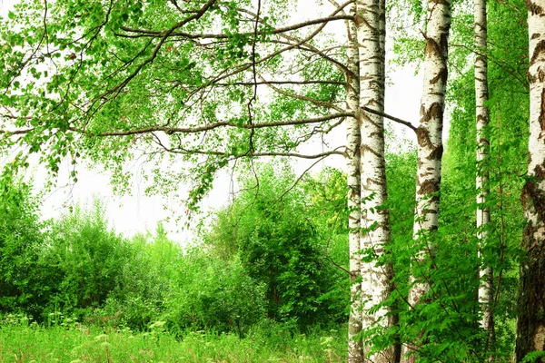 Verão na ensolarada floresta de bétula — Fotografia de Stock